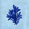 Blue Coral