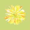 Yellow Flower