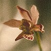 Daylily